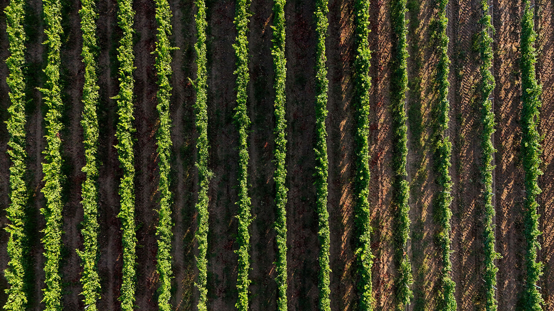 Filari di viti dall'alto