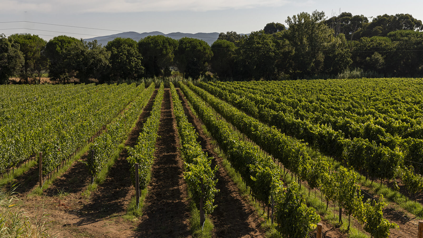 Vigna con il boschetto al fondo